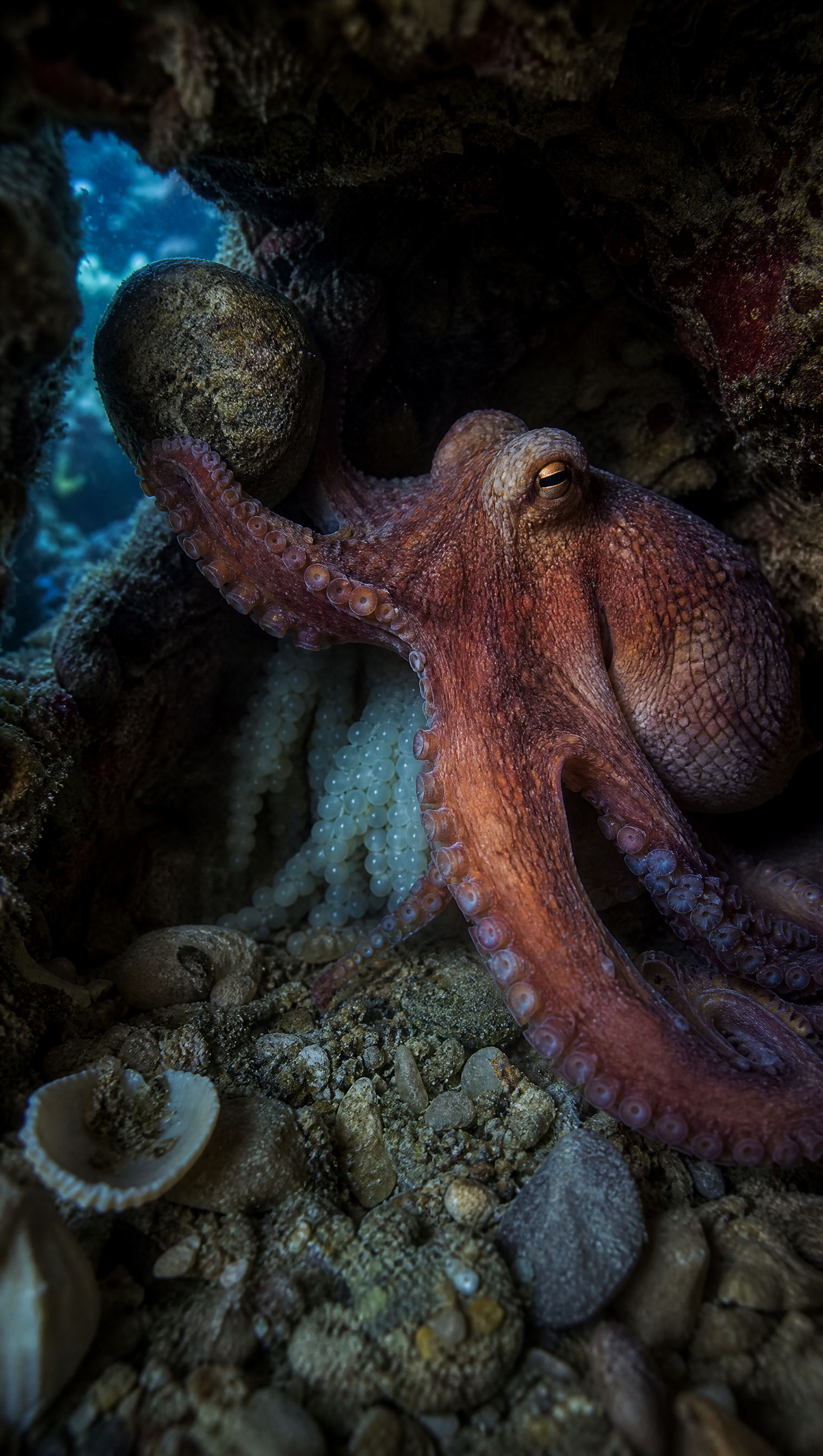 Why an Octopus Mother Stops Eating for Her Eggs scene plate 4