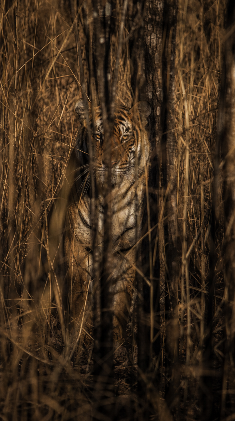 Why Tigers Disappear in Plain Orange scene plate 3