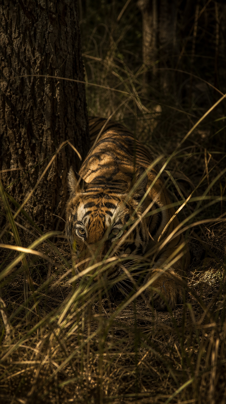 Why Tigers Disappear in Plain Orange scene plate 5