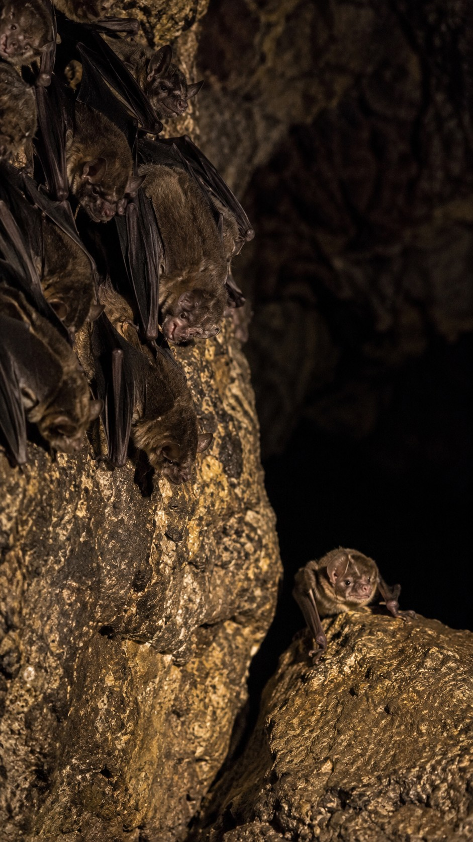 Why Vampire Bats Feed the Hungry to Stay Alive