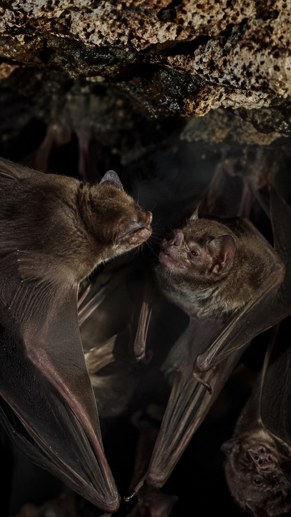 Why Vampire Bats Feed the Hungry to Stay Alive scene plate 4