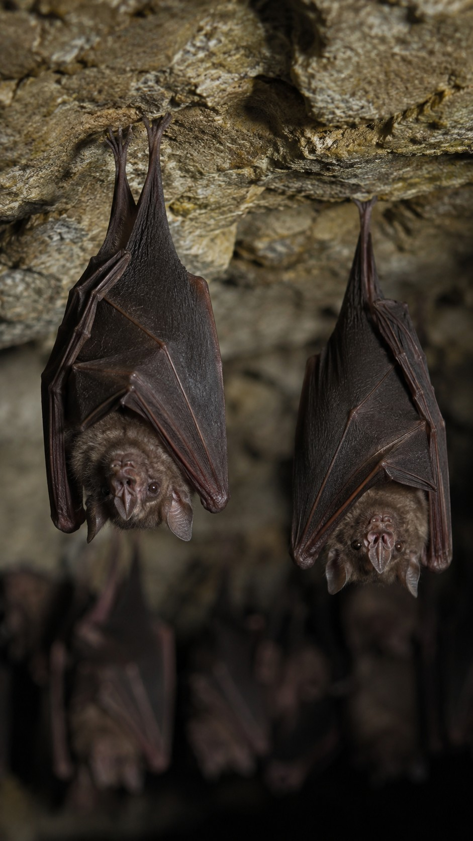 Why Vampire Bats Feed the Hungry to Stay Alive scene plate 5