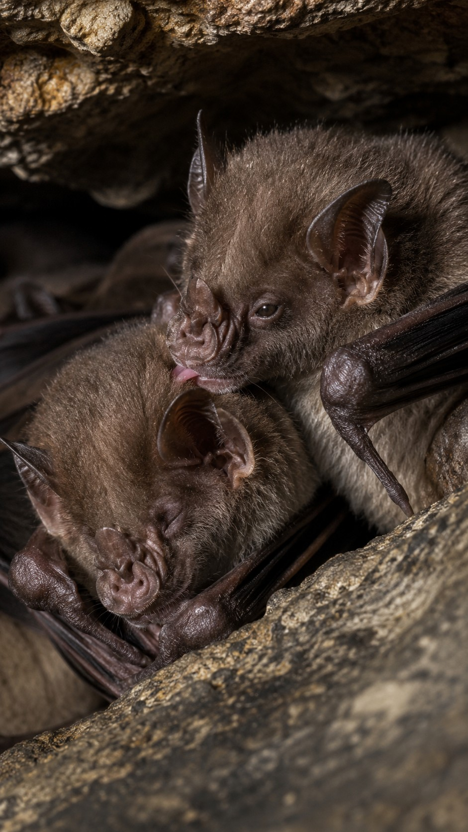 Why Vampire Bats Feed the Hungry to Stay Alive scene plate 6