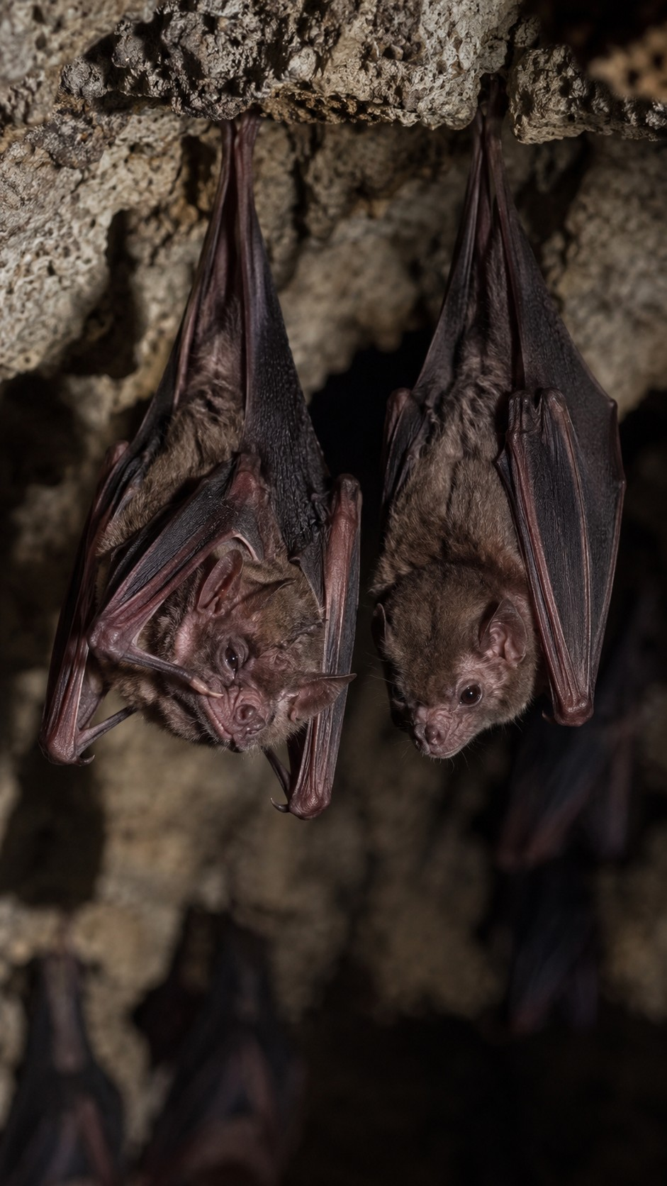 Why Vampire Bats Feed the Hungry to Stay Alive scene plate 7
